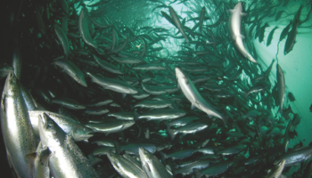 Atlantic Salmon Production