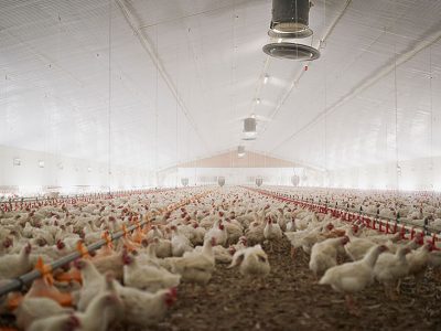 1018NP_soichicken_img1