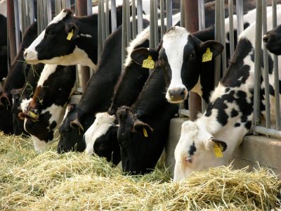 dairy-cattle