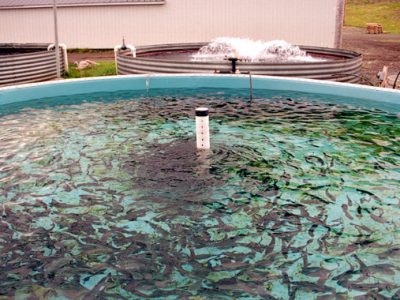 elevage-bassin-circulaire_orig